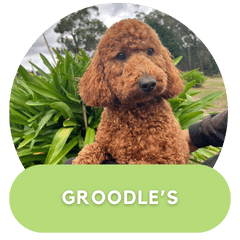 Puppies Australia Dogs Groodles
