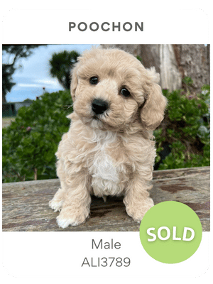Puppies Australia Poochon Puppy For Sale