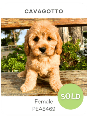 Puppies Australia puppy for sale