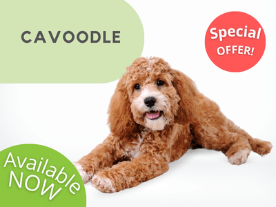 Puppies Australia Cavoodle Available Now