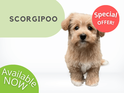 Puppies Australia Scorgipoo Available Now