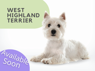 Puppies Australia West Highland Terrier Available Now